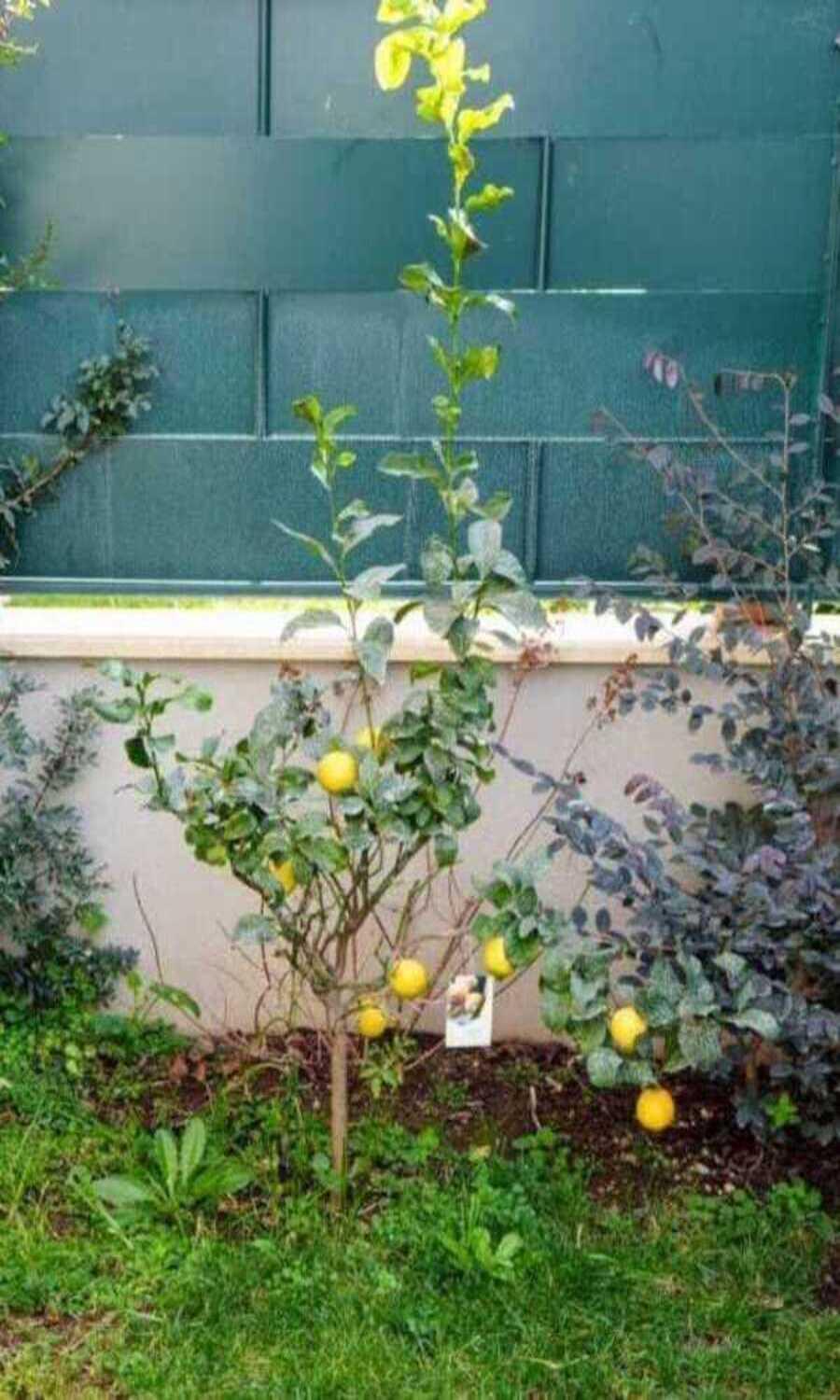 Villa Il Giardino Di Limoni Marino Esterno foto