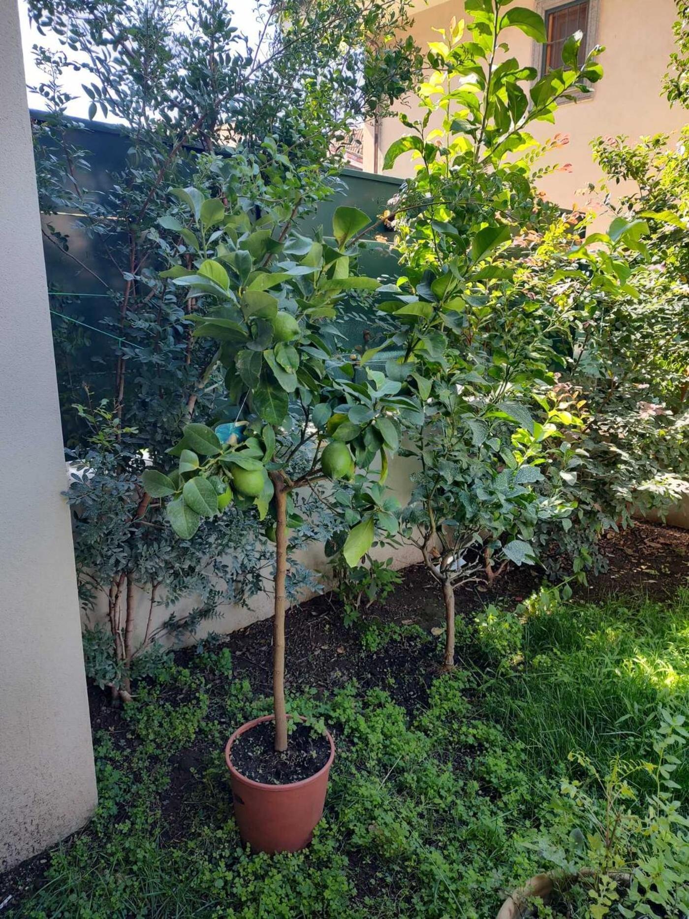 Villa Il Giardino Di Limoni Marino Esterno foto